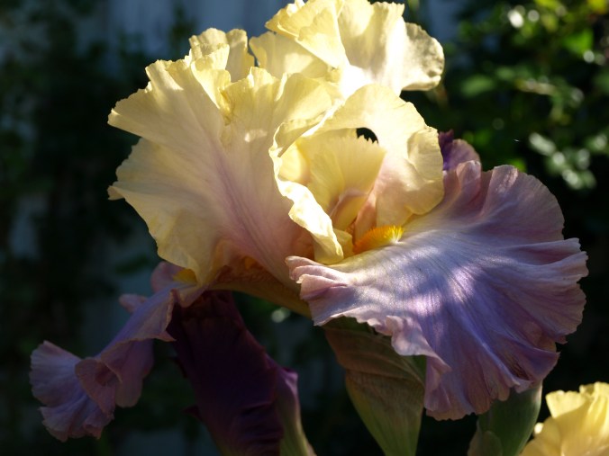 Iris barb. Häuschen (8).JPG