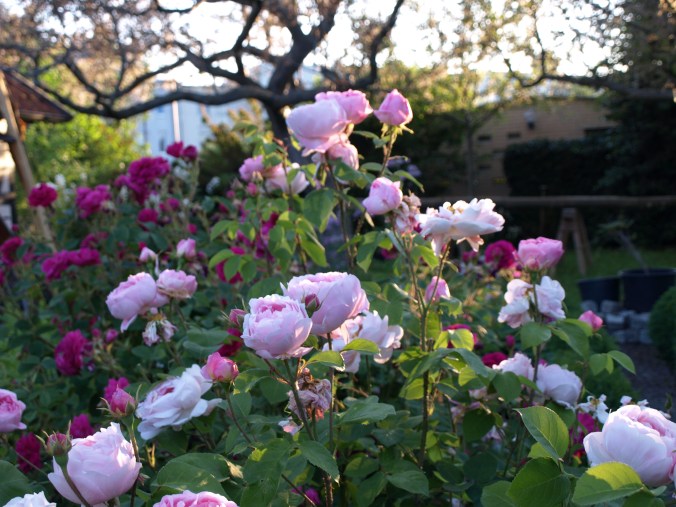 R. 'Constance Spry' u Moosr. 'HenryMartin'6.JPG