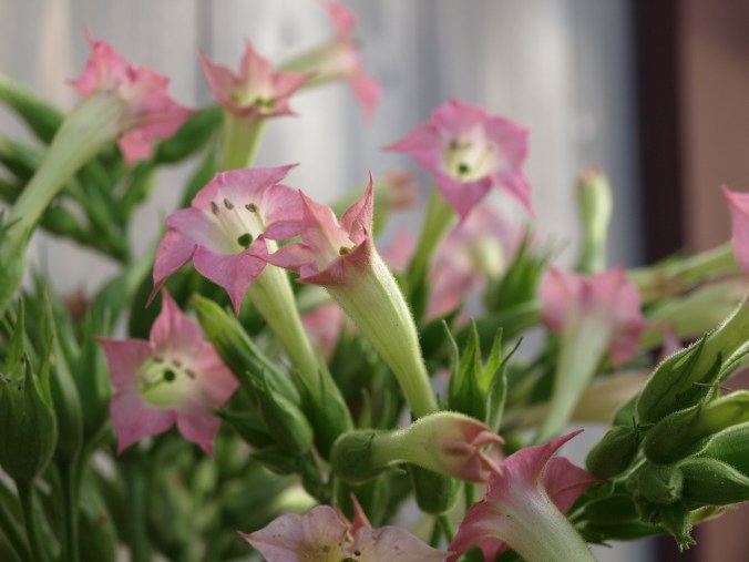 Nicotiana, Saat war im Boden (5).JPG