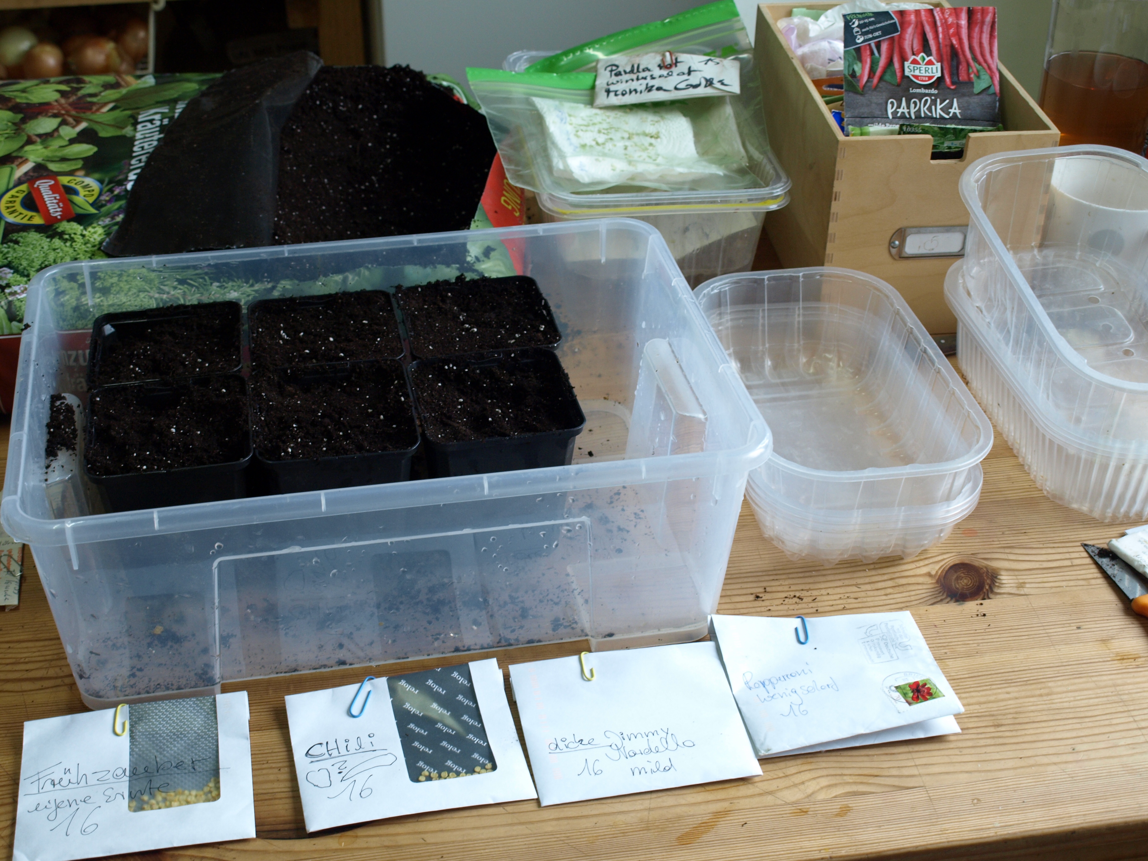 Paprika Aussaaat 2017 2 (8).JPG