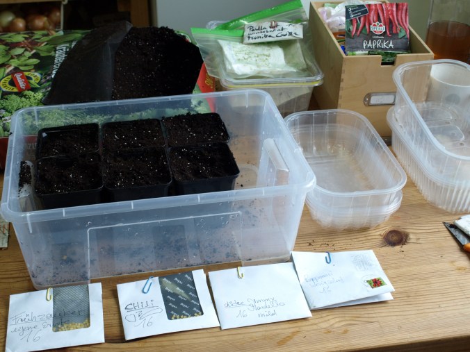 Paprika Aussaaat 2017 2 (8).JPG