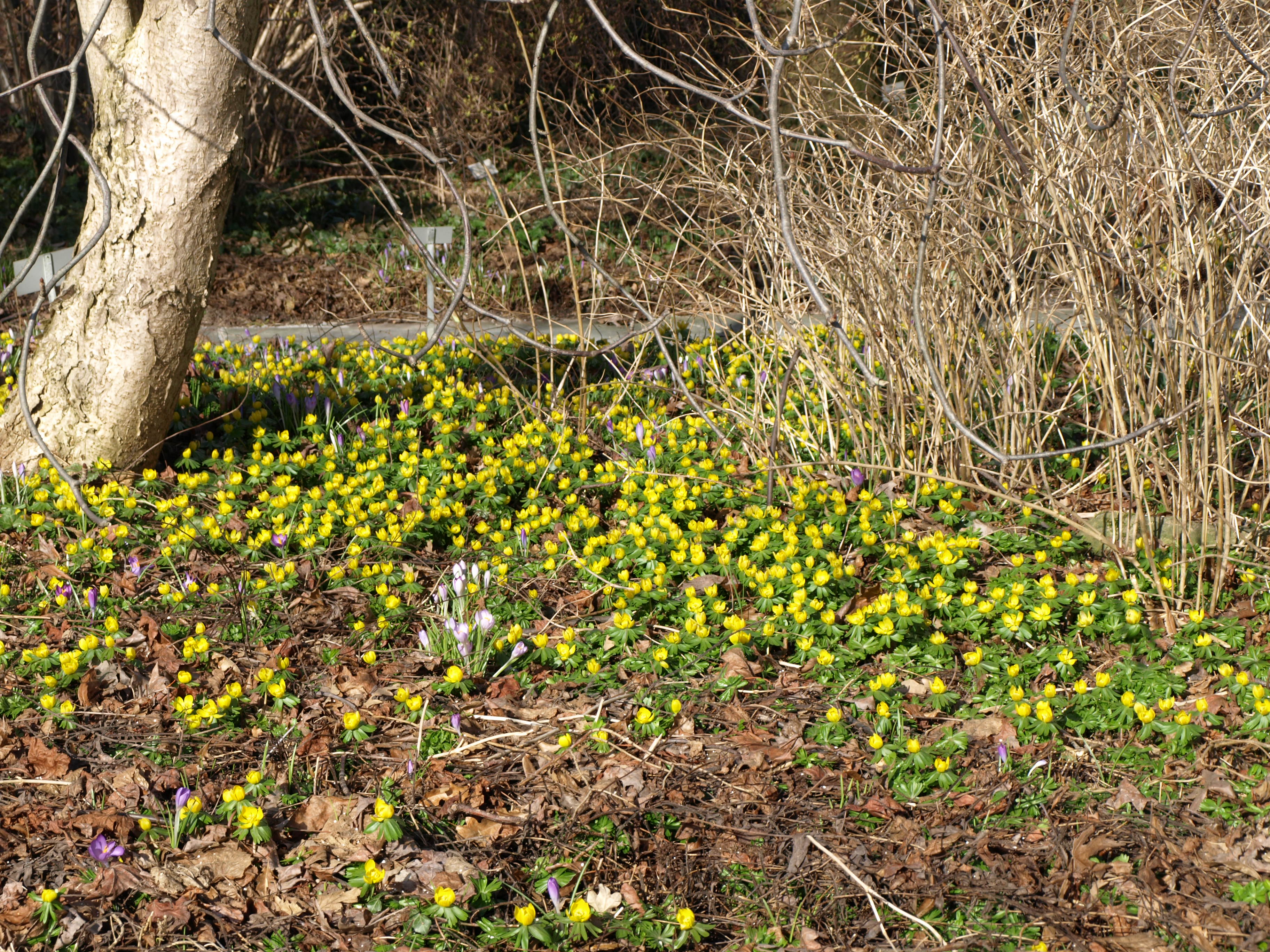 Eranthis Hyemalis1324.JPG