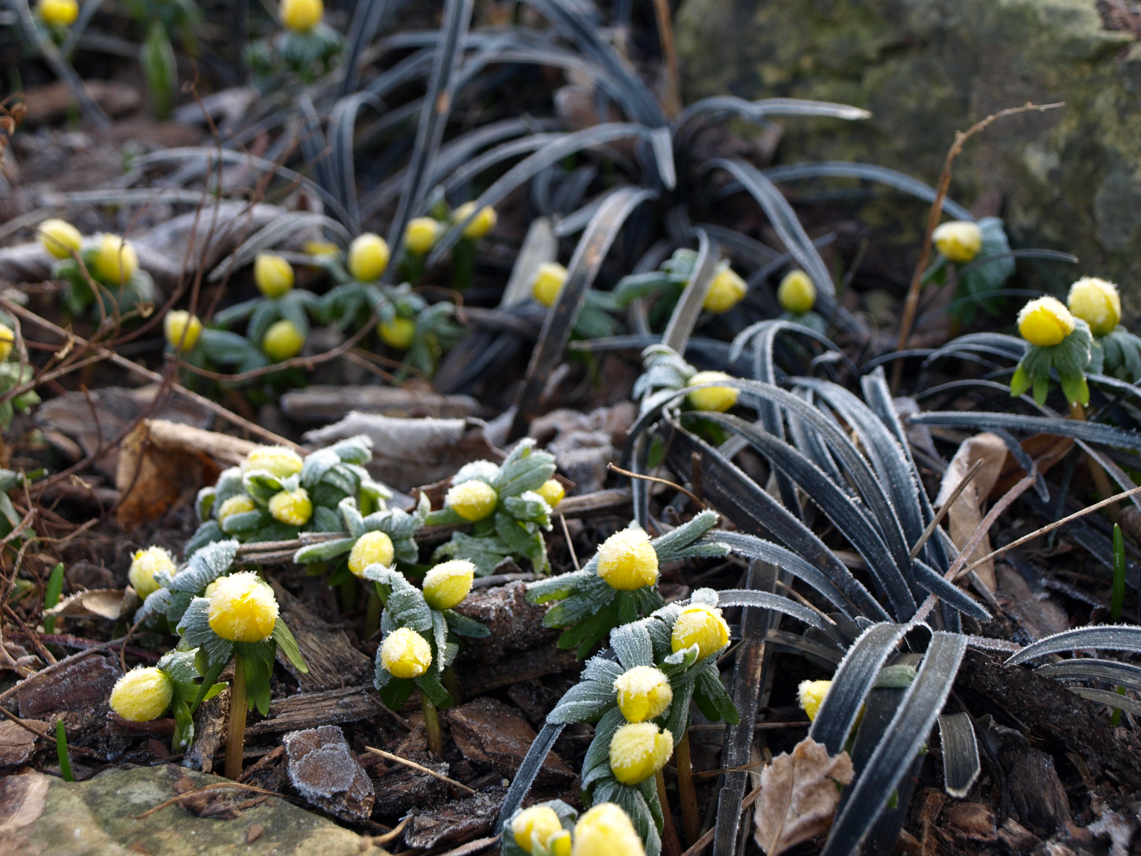 Ophio  u Eranthis226.JPG