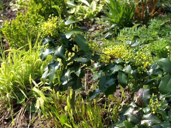 Mahonia 6209 (1).JPG
