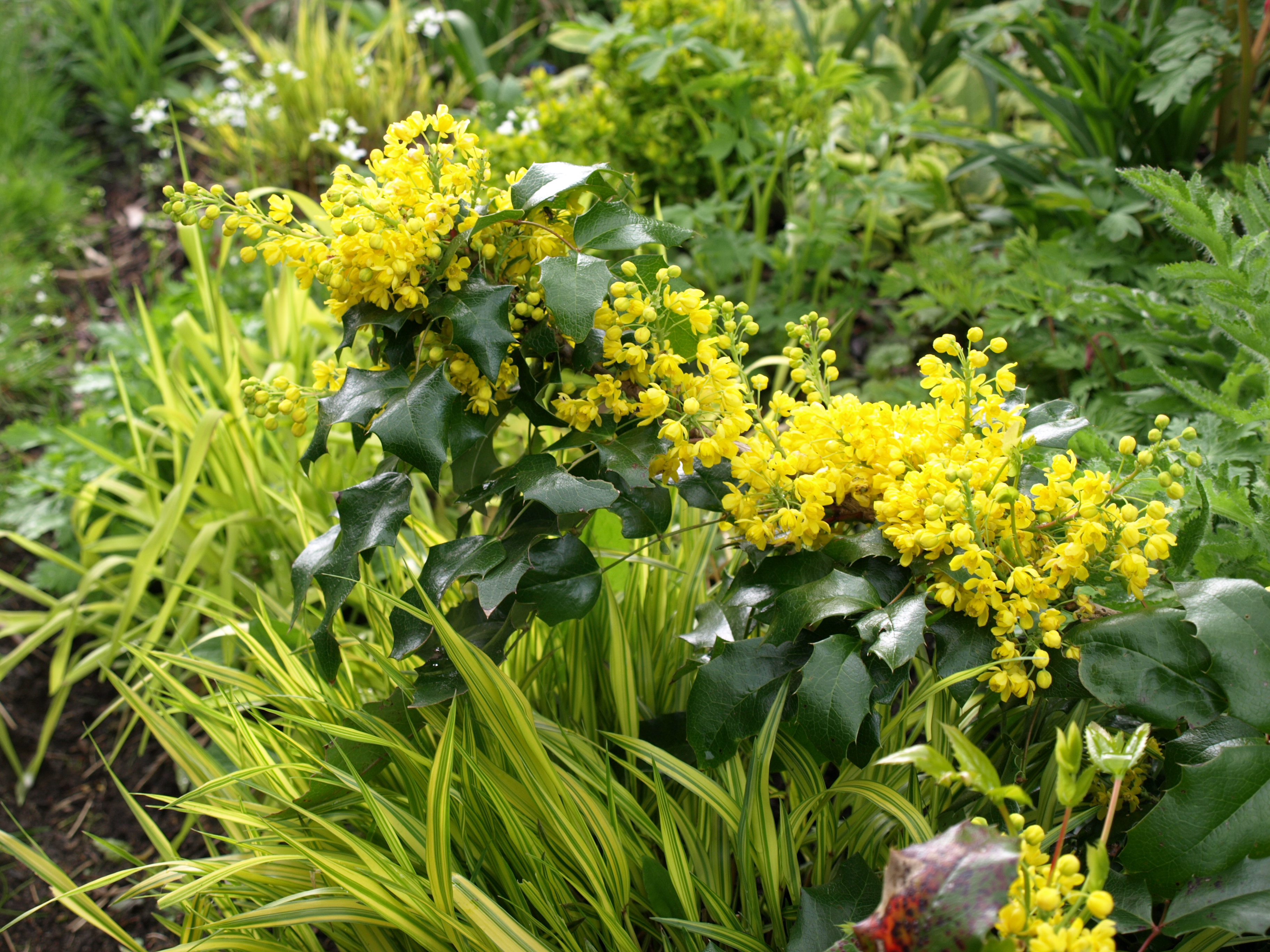 Mahonia aquifolium6304 (3).JPG