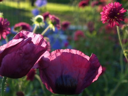 P6136773 - Kopie.JPG