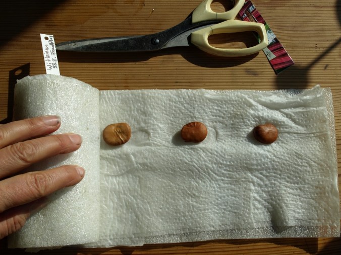 Dicke Bohnen in Rolle