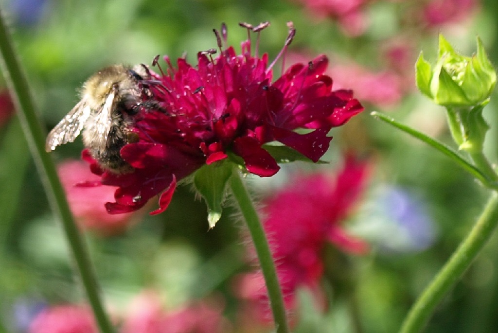 Hummel auf Knautia
