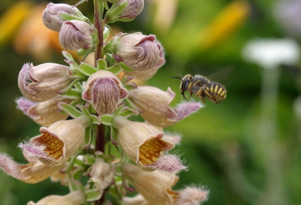 Wildbiene an Digitalis