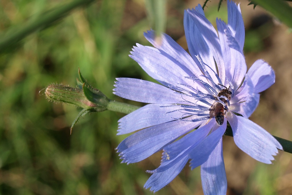 Wildbiene an Wegwarte